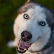 了解阿拉斯加犬的饲养难度：阿拉斯加好养吗