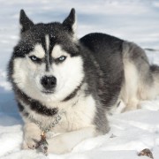 阿拉斯加雪橇犬的友好性格：适合家庭的伴侣